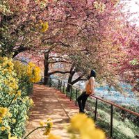 Khám phá lễ hội hoa anh đào Hanami tại Nhật Bản - 7