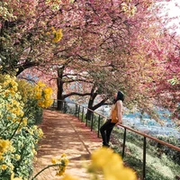 Khám phá lễ hội hoa anh đào Hanami tại Nhật Bản - 7
