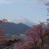 Khám phá lễ hội hoa anh đào Hanami tại Nhật Bản - 8