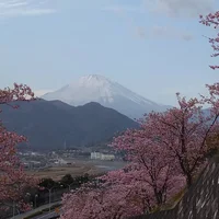 Khám phá lễ hội hoa anh đào Hanami tại Nhật Bản - 8