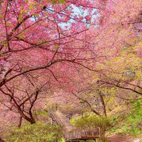 Khám phá lễ hội hoa anh đào Hanami tại Nhật Bản - 9