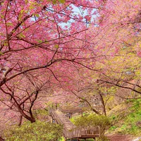 Khám phá lễ hội hoa anh đào Hanami tại Nhật Bản - 9