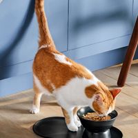 Jason Wu Cat Person