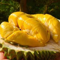 "Mục sở thị" sầu riêng Musang King ngon nhất thế giới, giá 1,5 triệu đồng / kg tại Việt Nam