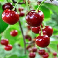 Cherry Mỹ, Canada, Úc, Chile, Trung Quốc... khác nhau thế nào?