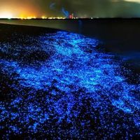 Những tháng mùa xuân gõ cửa, vịnh Toyama - Nhật Bản trở nên lung linh huyền ảo bởi hàng triệu sinh vật với khả năng tự phát sáng trải dài cả vùng vịnh, đó chính là Hotura Ika - loài mực nhỏ có khả năng ‘thần kỳ’ và là đặc sản mùa xuân nơi đây.
