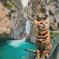 Boss Suki Cat với những khoảnh khắc “đốn tim” gần 2 triệu fan hâm mộ