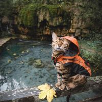 Boss Suki Cat với những khoảnh khắc “đốn tim” gần 2 triệu fan hâm mộ-9