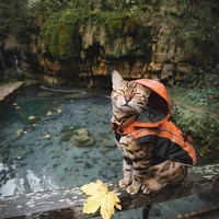 Boss Suki Cat với những khoảnh khắc “đốn tim” gần 2 triệu fan hâm mộ-9