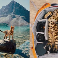 Boss Suki Cat với những khoảnh khắc “đốn tim” gần 2 triệu fan hâm mộ