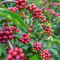 Có gì đặc biệt ở tách cà phê đắt nhất thế giới - 1