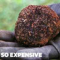 Vì sao Truffle là loại nấm đắt đỏ nhất thế giới?