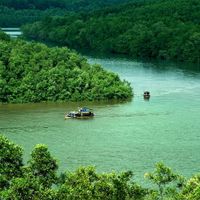Khu Dự trữ sinh quyển rừng ngập mặn Cần Giờ - “Lá phổi xanh” của TP.HCM - 1