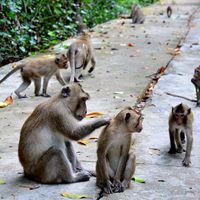 Khu Dự trữ sinh quyển rừng ngập mặn Cần Giờ - “Lá phổi xanh” của TP.HCM - 4