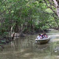 Khu Dự trữ sinh quyển rừng ngập mặn Cần Giờ - “Lá phổi xanh” của TP.HCM - 5