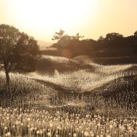 Cánh đồng ánh sáng huyền ảo tại California - 2