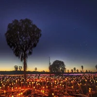 Cánh đồng ánh sáng huyền ảo tại California - 3