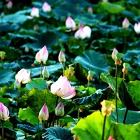 Lạc lối giữa đầm sen hồng thơ mộng ở thành phố biển Nha Trang - 1