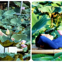 Lạc lối giữa đầm sen hồng thơ mộng ở thành phố biển Nha Trang - 4