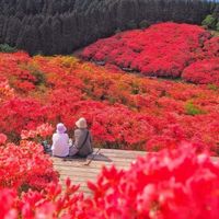 Chiêm ngưỡng sắc đỏ mùa thu giữa bạt ngàn màu xanh mùa hè - 3