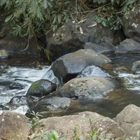 Chùa Di Đà