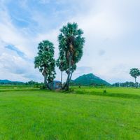 cây thốt nốt