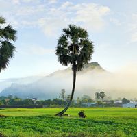 Cây thốt nốt