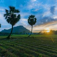 Cây thốt nốt An Giang