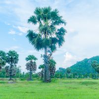 Bảy Núi An Giang - Xứ sở thốt nốt làm say lòng lữ khách - 8