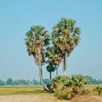 Cây thốt nốt - An Giang