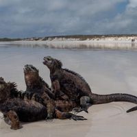 Ký ức vòm đá Darwin trước khi sụp đổ - 1