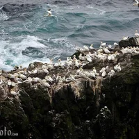 Khám phá quần đảo Faroe - “bí mật du lịch” được giữ kín nhất châu Âu - 3