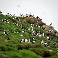 Khám phá quần đảo Faroe - “bí mật du lịch” được giữ kín nhất châu Âu - 4