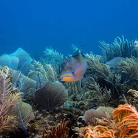 ISLA CATALINITA, CỘNG HÒA DOMINICA