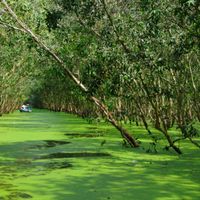 5 rừng tràm đẹp nhất miền Tây - 1