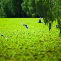 5 rừng tràm đẹp nhất miền Tây - 3