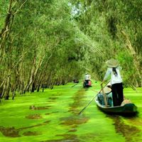 5 rừng tràm đẹp nhất miền Tây - 4