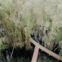 5 rừng tràm đẹp nhất miền Tây - 8