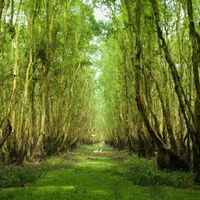 5 rừng tràm đẹp nhất miền Tây