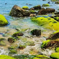 Đẹp hút hồn mùa biển rong rêu
