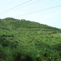 Chinh phục 
