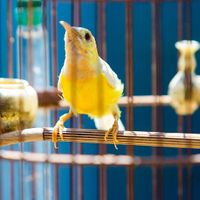 Choáng ngợp những bộ sưu tập thú cưng siêu đắt đỏ của đại gia Việt - 1