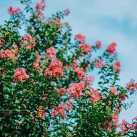 Mê mẩn đường hoa tường vi, đẹp tựa vườn thượng uyển ở trời Âu - 7