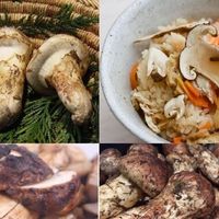 Top 6 loại nấm đắt đỏ bật nhất hiện nay-4