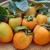 Những điều thú vị về quả hồng, loại trái cây đặc sản của mùa thu Nhật Bản-2