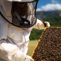 Women for Bees - Sự góp mặt của Angelina Jolie, Guerlain, Unesco và OFA-2