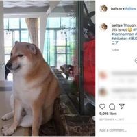 Chú chó nguyên gốc của Meme Cheems nổi tiếng