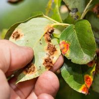 Tuyệt chiêu dùng sữa hết hạn chăm sóc khu vườn của bạn-5