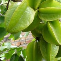 Tự làm dầu gội đầu từ thiên nhiên đơn giản tại nhà-6