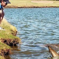 Trải nghiệm sân golf duy nhất có hồ cá mập hung tợn nguy hiểm nhất thế giới - 4